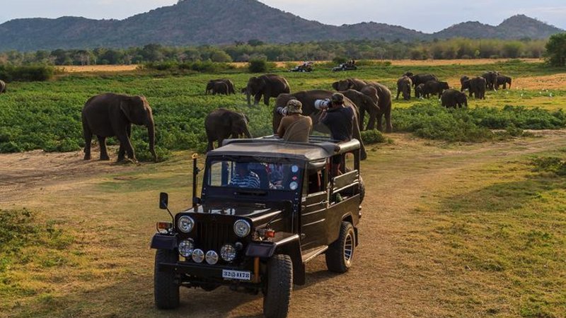 Wildlife Safaris